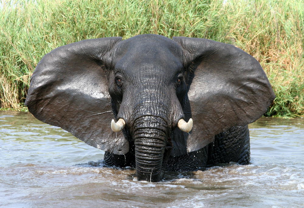 Magnificent Elephant in Lake Malawi